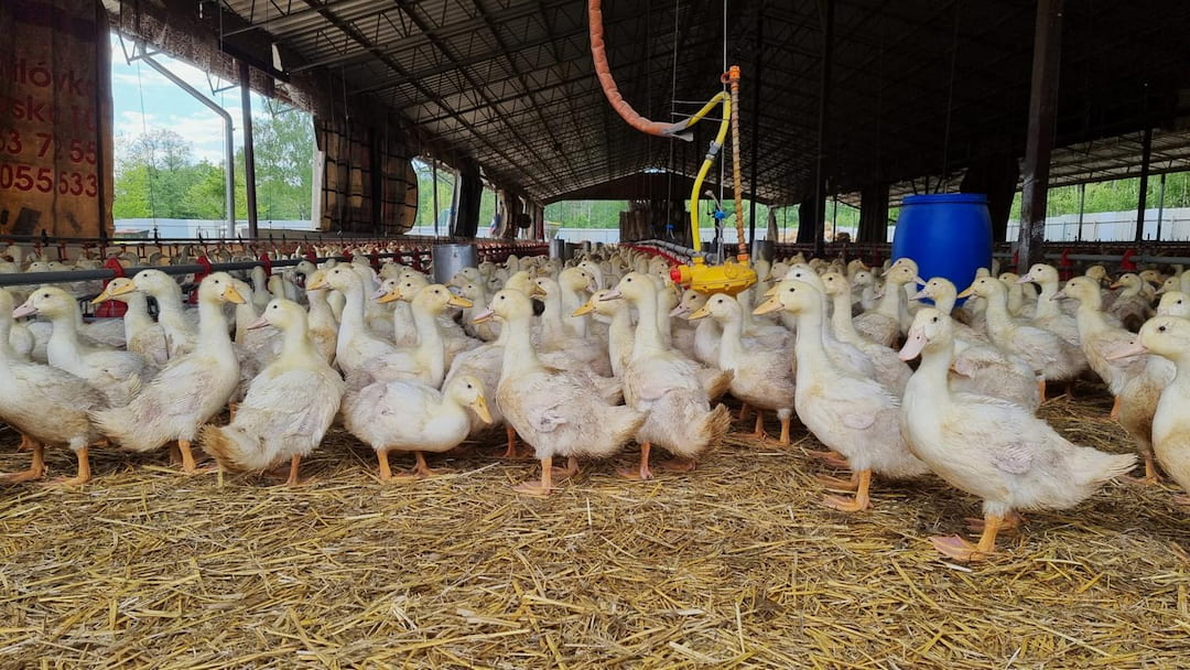 A Duck Meat Probe Tells You More Than the China Strategy Does
