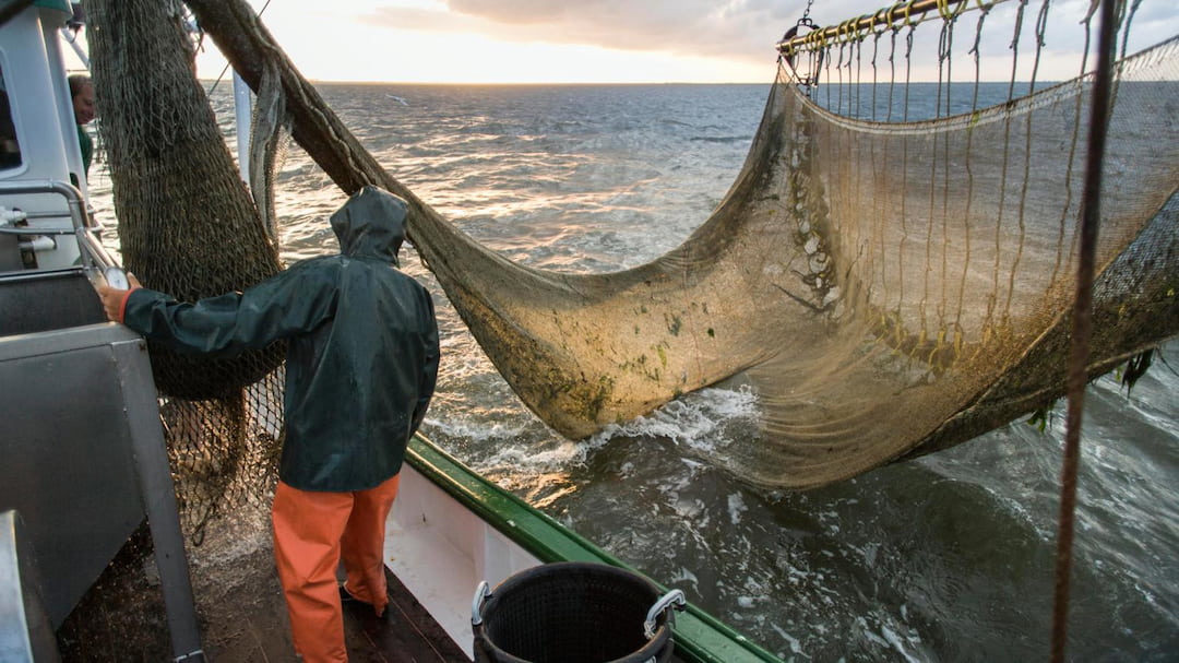 Baltic Cod Collapse Forces Deeper Cuts to This Year’s Catch Limits