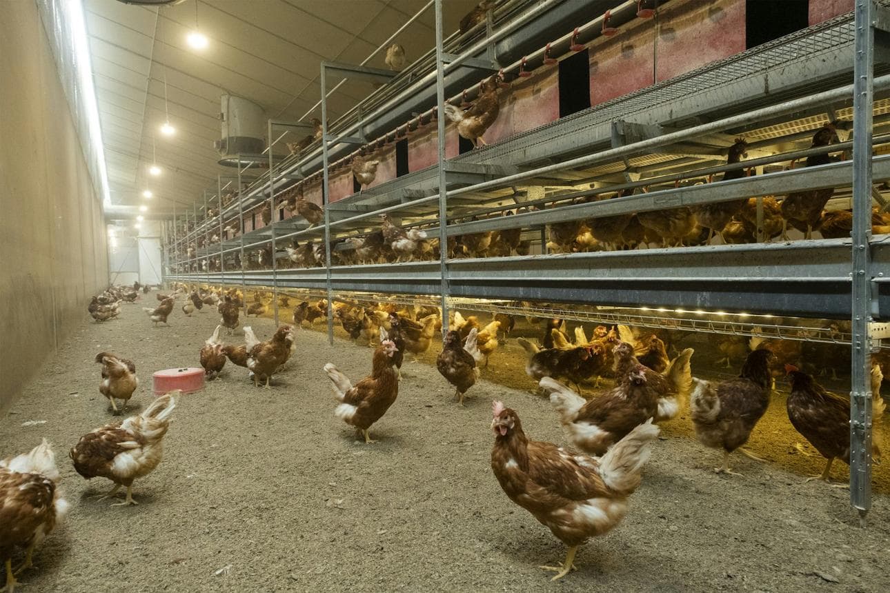 Cage-Free Countdown Puts Pressure on a Delayed EU Farm Law Cage-Free Countdown Puts Pressure on a Delayed EU Farm Law