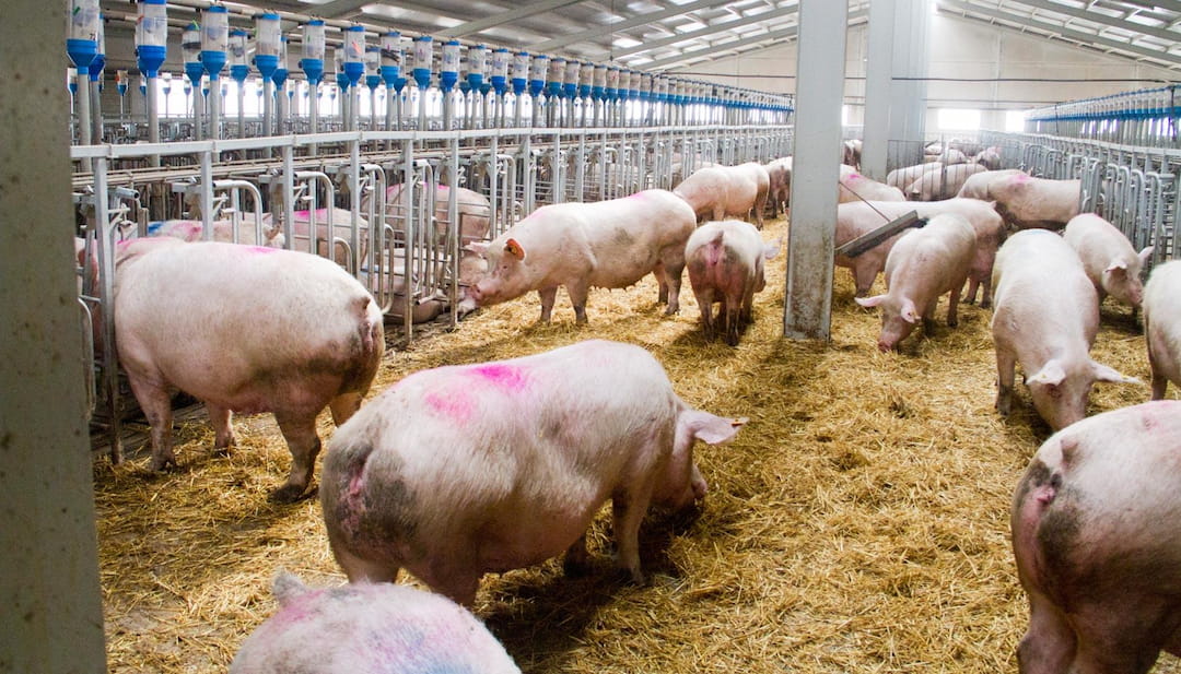 China Hits European Pork as Brussels Eyes a Duck Probe