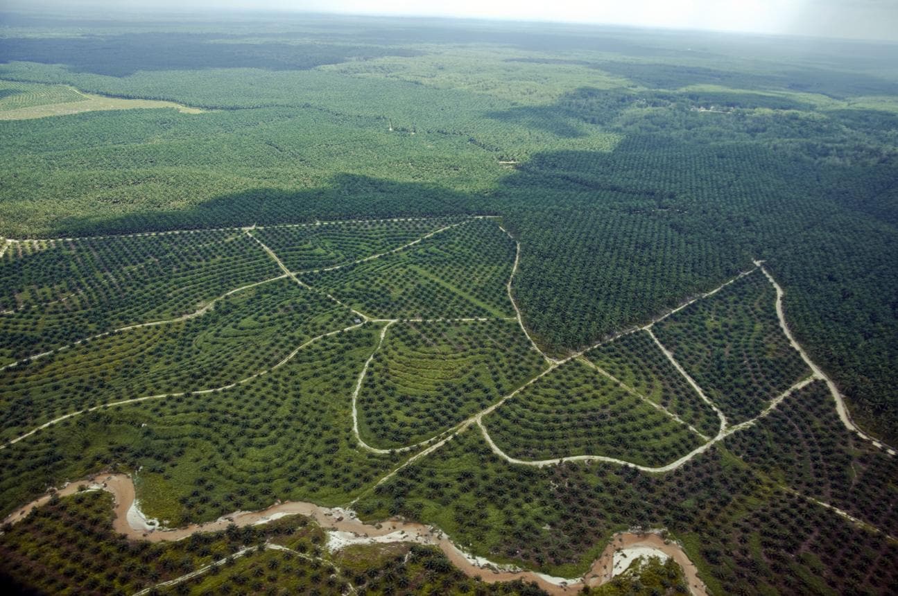 Europe's Deforestation Deadline Lands on Riau's Smallest Farms