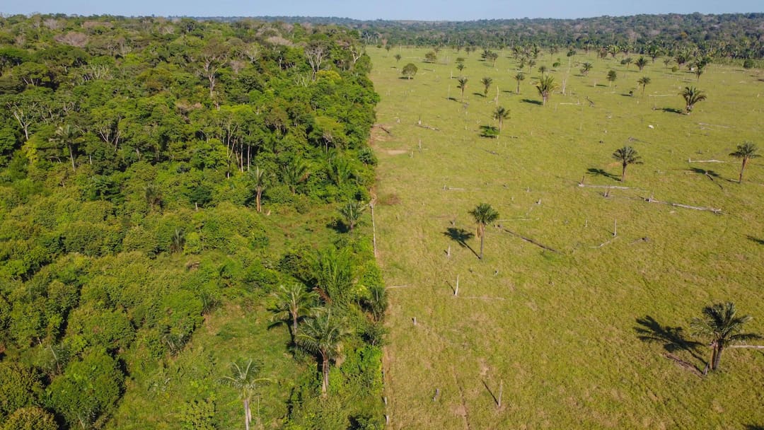 Europe’s Deforestation Rulebook Nears a Make-or-Break Deadline