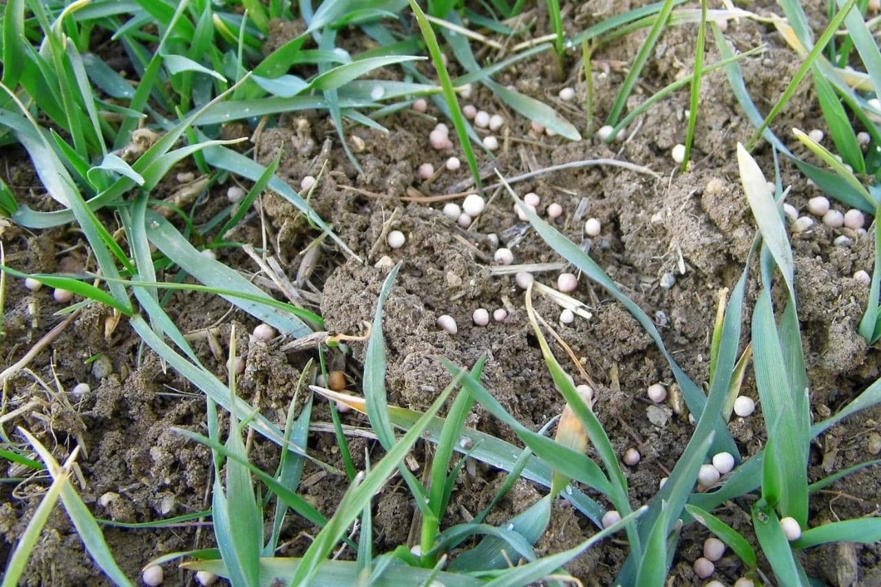 Farmers Gain Fertiliser Relief as Livestock Strategy Lands Farmers Gain Fertiliser Relief as Livestock Strategy Lands