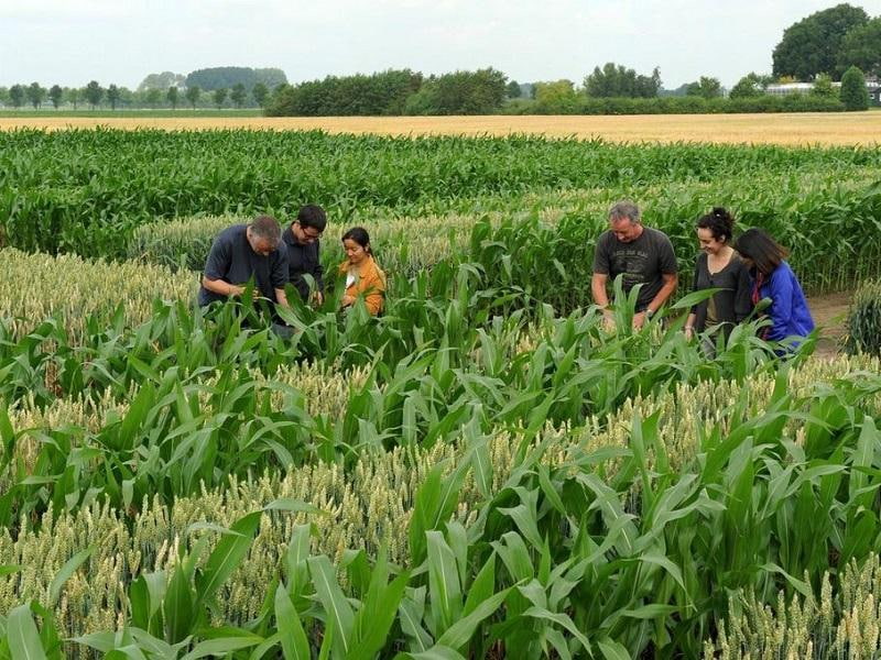 Gene-Edited Crops Won Their Law and Now Meet 27 Referees