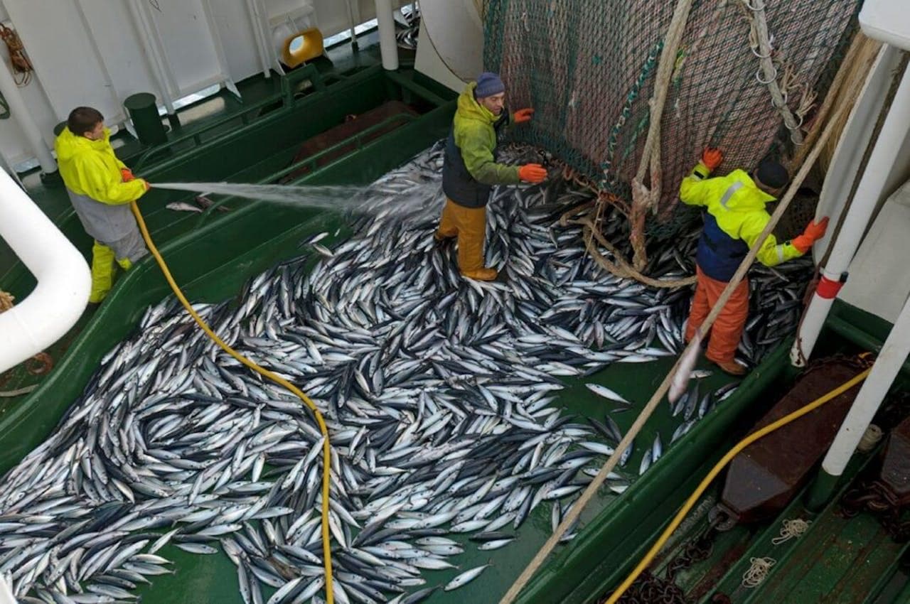 Mackerel Quota Curbs on Russia Enter Force in August Mackerel Quota Curbs on Russia Enter Force in August