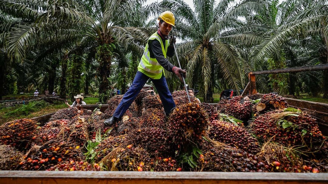 Palm Oil Still Decides How Fast the Malaysia Talks Can Move