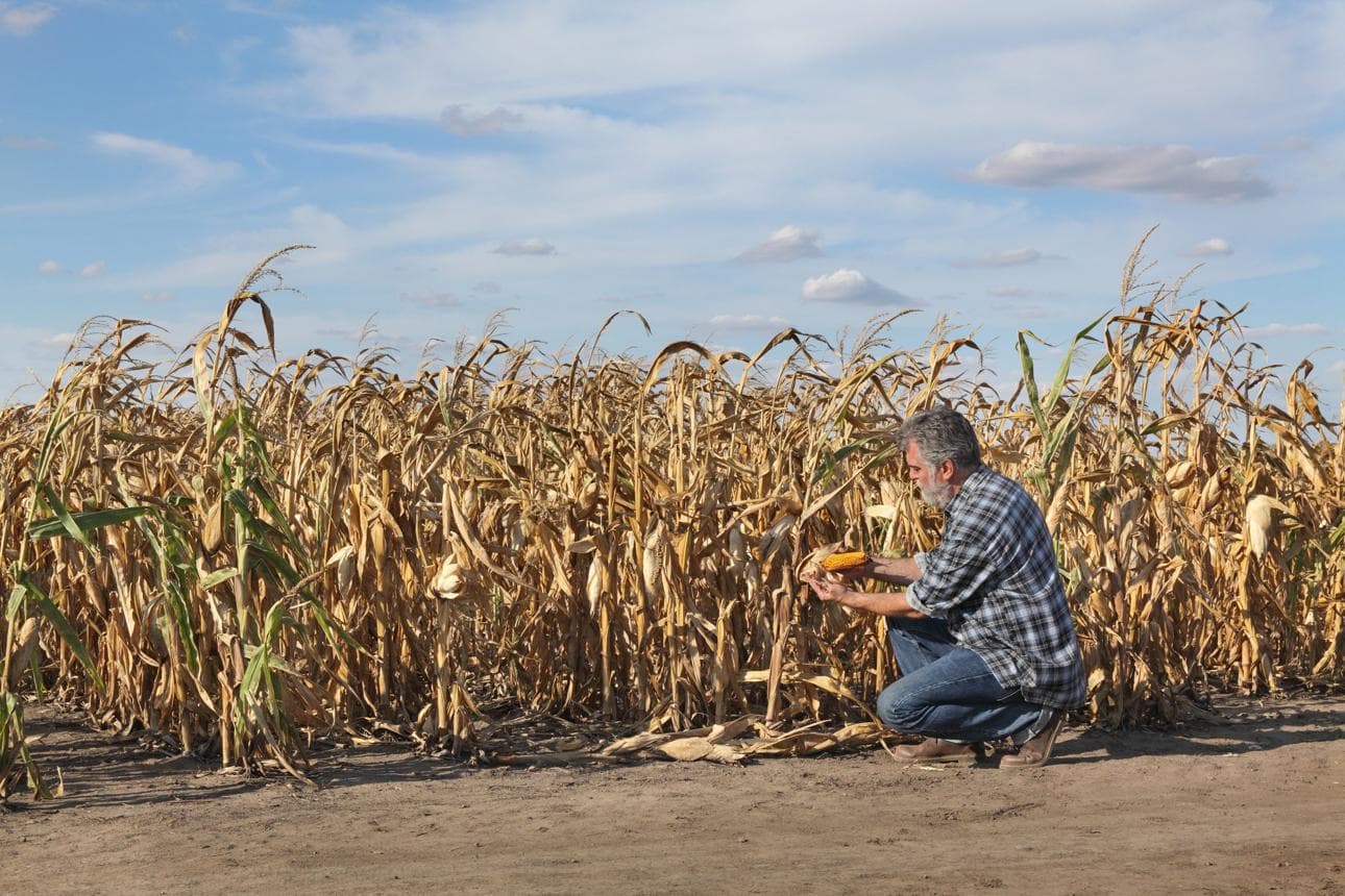 Relentless Heat Slashes Europe's Crop Yields Across the East Relentless Heat Slashes Europe's Crop Yields Across the East