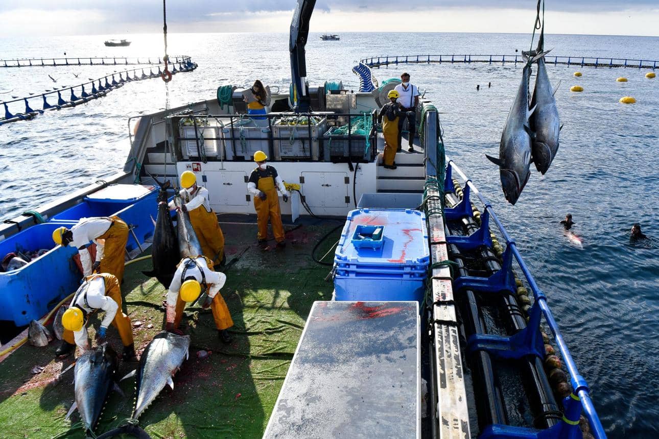 Tuna Inspectors Fan Out Across the Mediterranean This Season