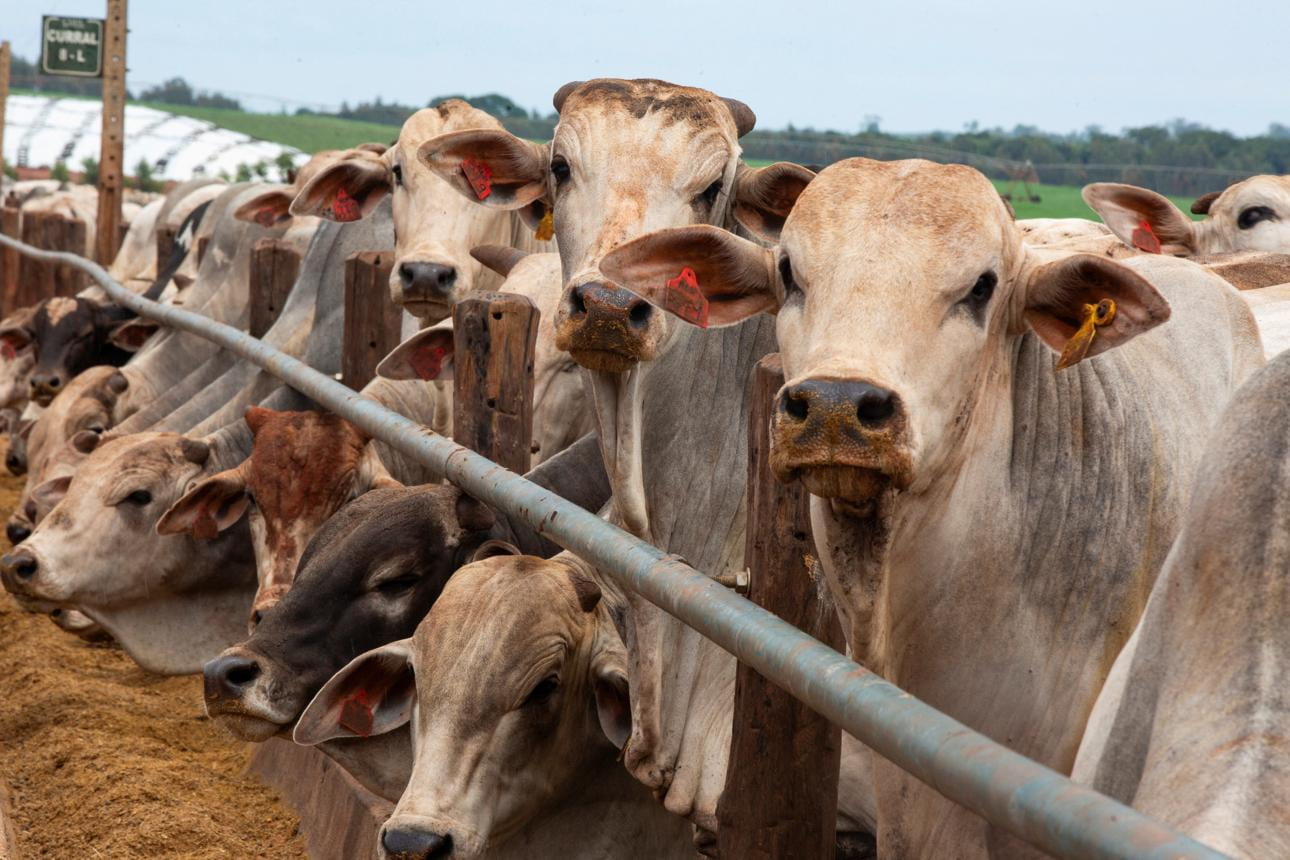 A Tariff Quota Means Little When the Meat Cannot Enter