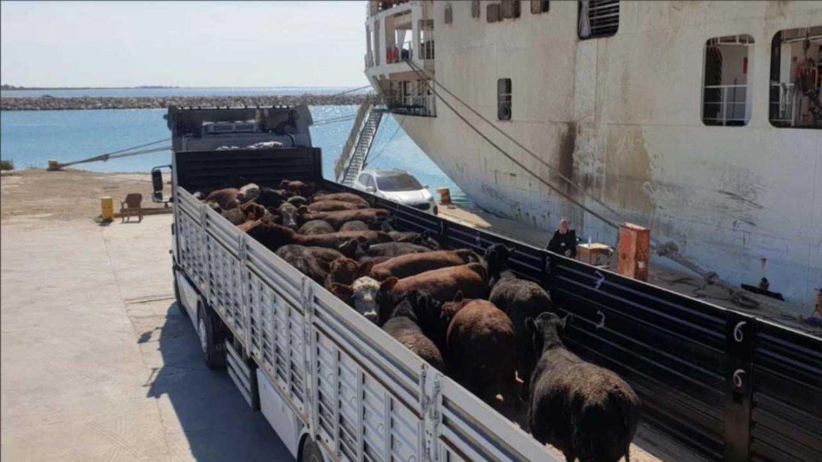 Animal Transport Rules Stay Stuck as Ireland Takes Over the Chair
