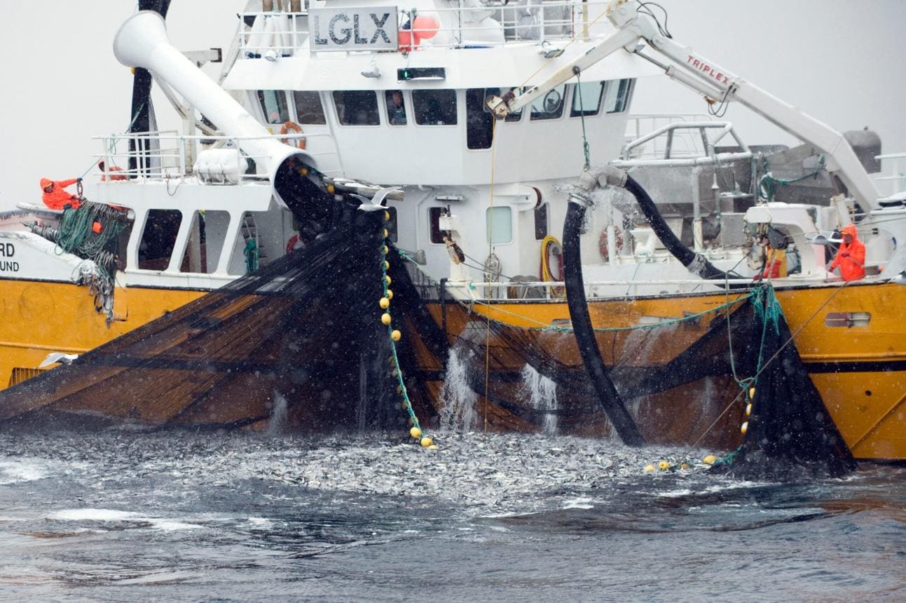 Baltic Sea Fishing Quotas 2027 Lift Herring, Cut Cod Catch