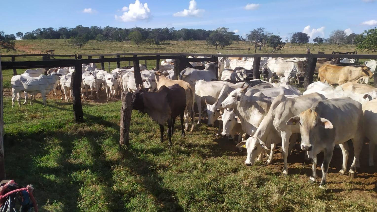 Brazilian Meat Ban Tests a Trade Deal Only Four Months Old