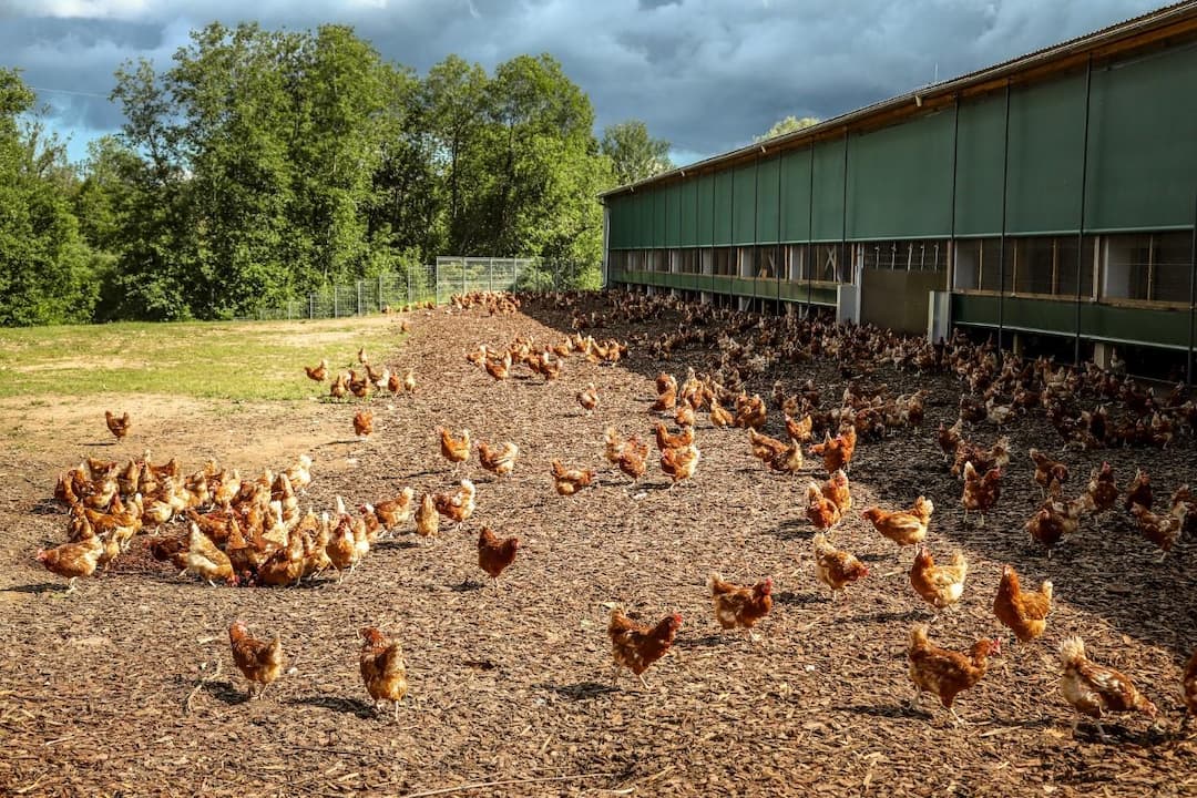 Cage-Free Promises Land Before the Transport File Is Finished