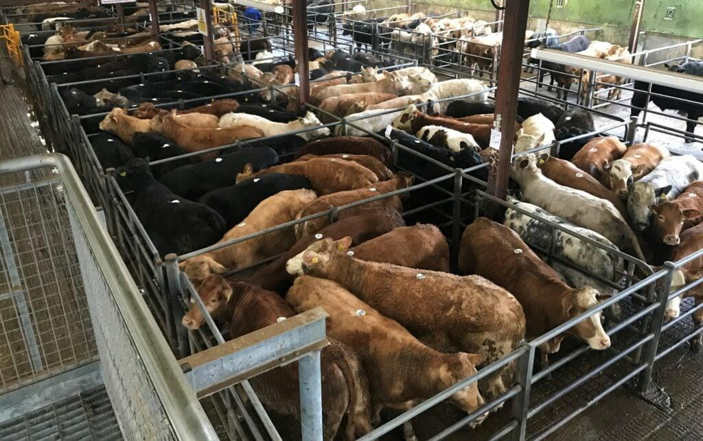 Can Ireland Break an Animal Transport Deadlock Five Presidencies Old