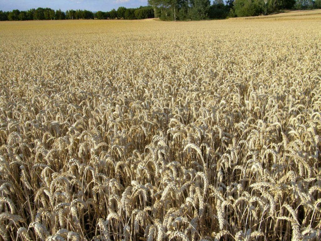Gene-Edited Crops Are Legal but the Rulebook Arrives in 2028