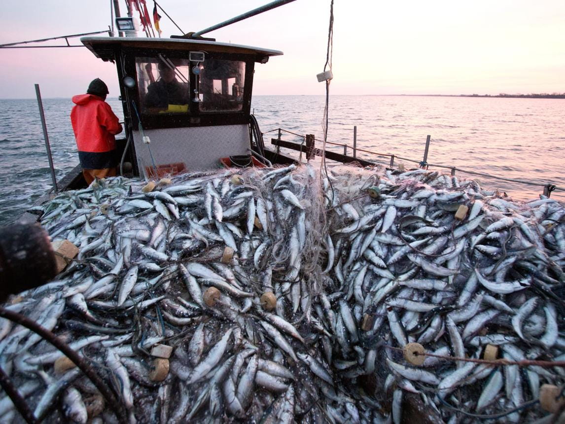 Herring Quotas Jump While Baltic Cod Catches Fall Again