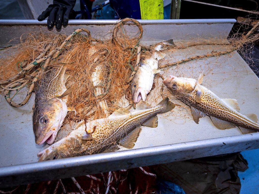 Herring Quotas Rise Sharply While Baltic Cod Stays a By-Catch Herring Quotas Rise Sharply While Baltic Cod Stays a By-Catch