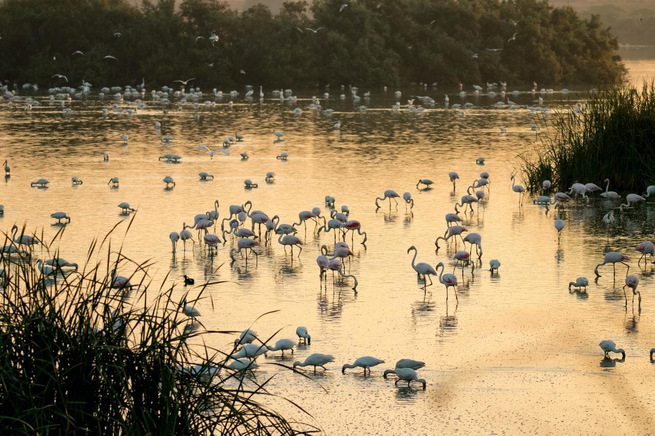 Stress Test Puts Birds and Habitats Directives Under Scrutiny Stress Test Puts Birds and Habitats Directives Under Scrutiny