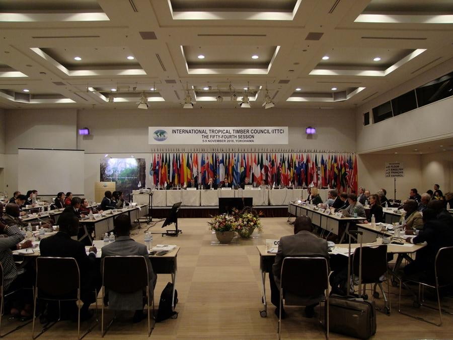 The Tropical Timber Treaty Expires in 2029 and Talks Start Now The Tropical Timber Treaty Expires in 2029 and Talks Start Now