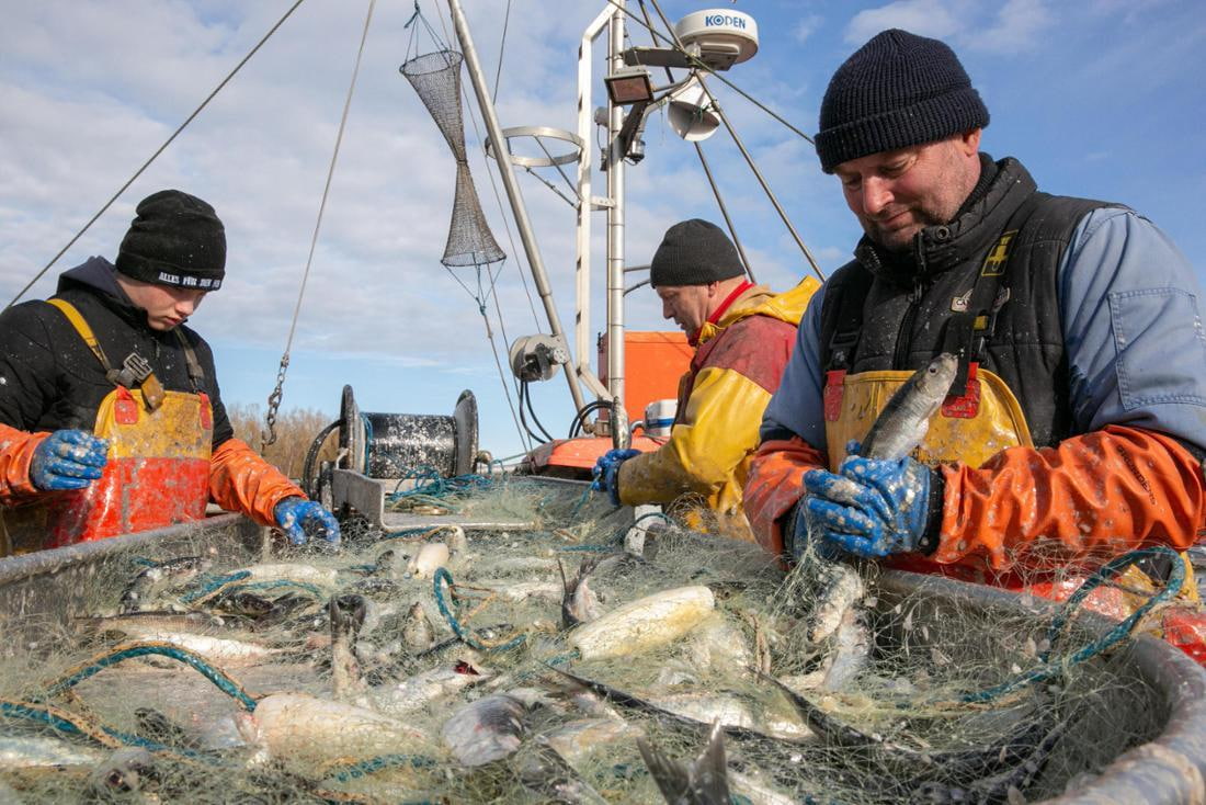 Baltic Sea Fishing Quotas Slash Western Baltic Cod By-Catch 88 percent