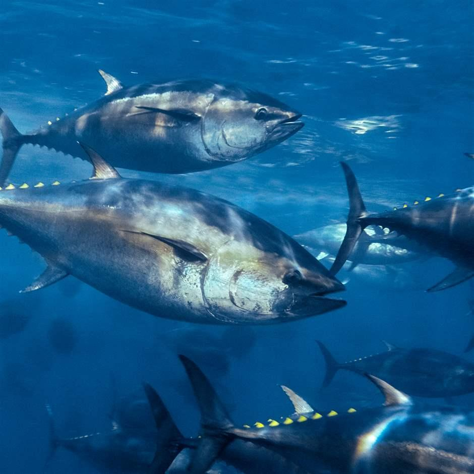 Bluefin Tuna Quotas Face An EU Test At ICCAT In November Bluefin Tuna Quotas Face An EU Test At ICCAT In November
