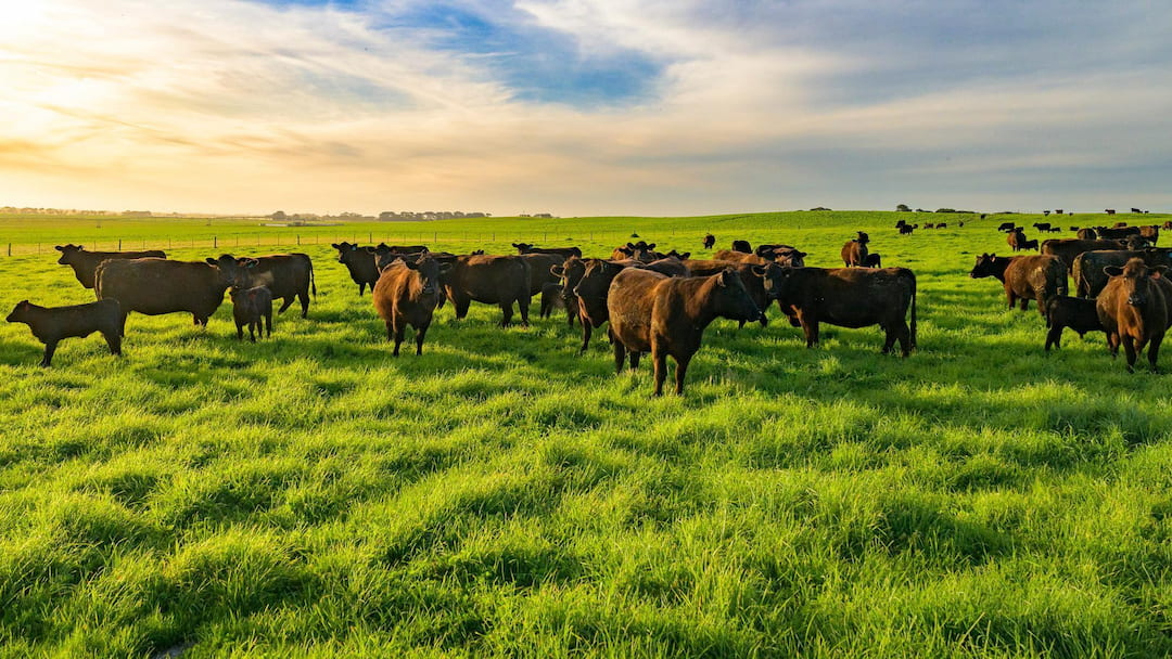 EU-Australia Trade Deal Meets Farm Resistance Over Beef Quotas EU-Australia Trade Deal Meets Farm Resistance Over Beef Quotas