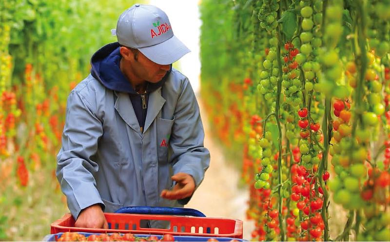 EU-Morocco Agreement Meets Scrutiny Over Western Sahara Goods