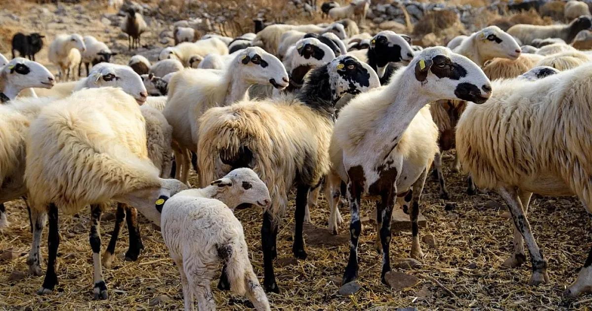 Foot And Mouth Disease Zones Stay In Place Across Cyprus To Year End
