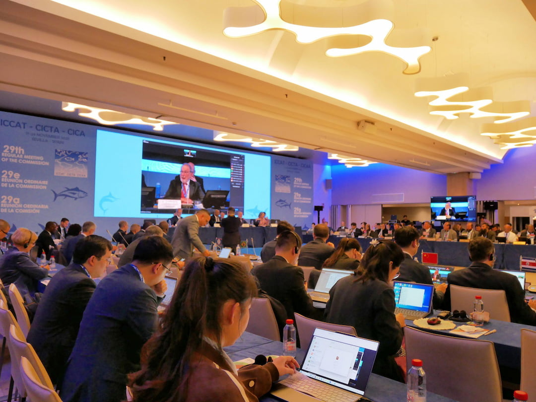 ICCAT Annual Meeting Preparation Puts EU Bluefin Gains To The Test ICCAT Annual Meeting Preparation Puts EU Bluefin Gains To The Test