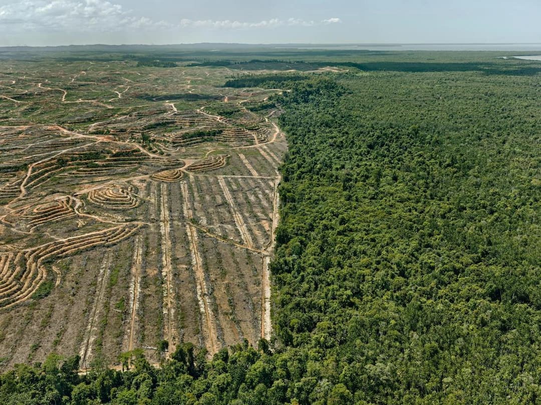 Importers Face EU Deforestation Regulation On 30 December