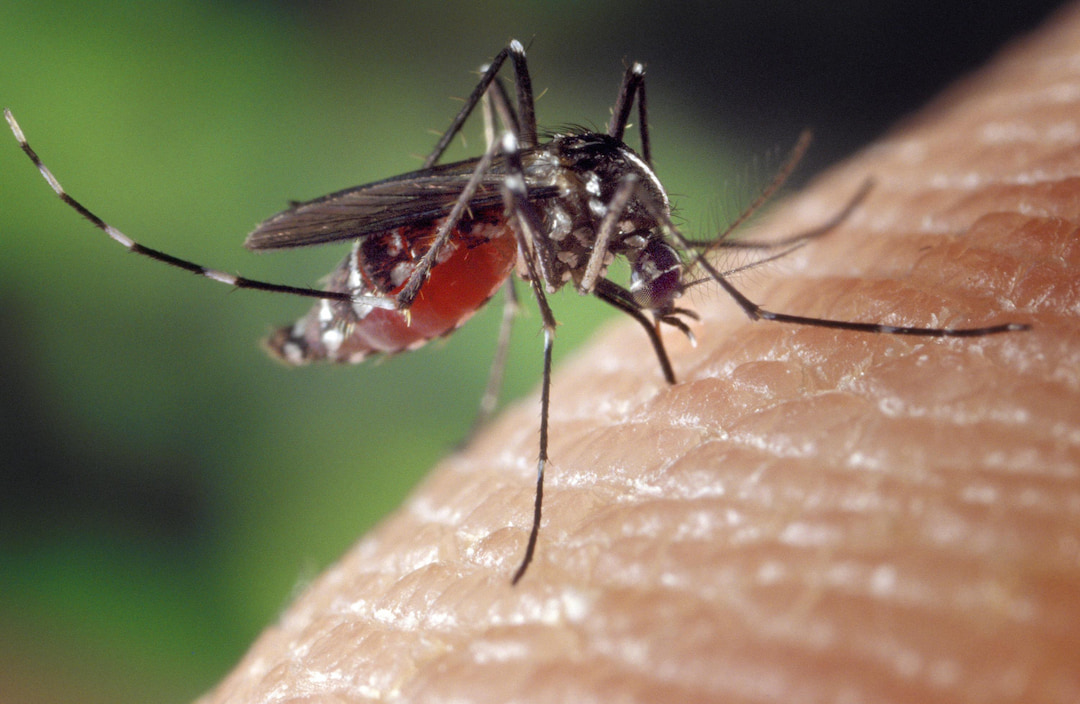 Locally Acquired Chikungunya Reaches 146 Cases Across France