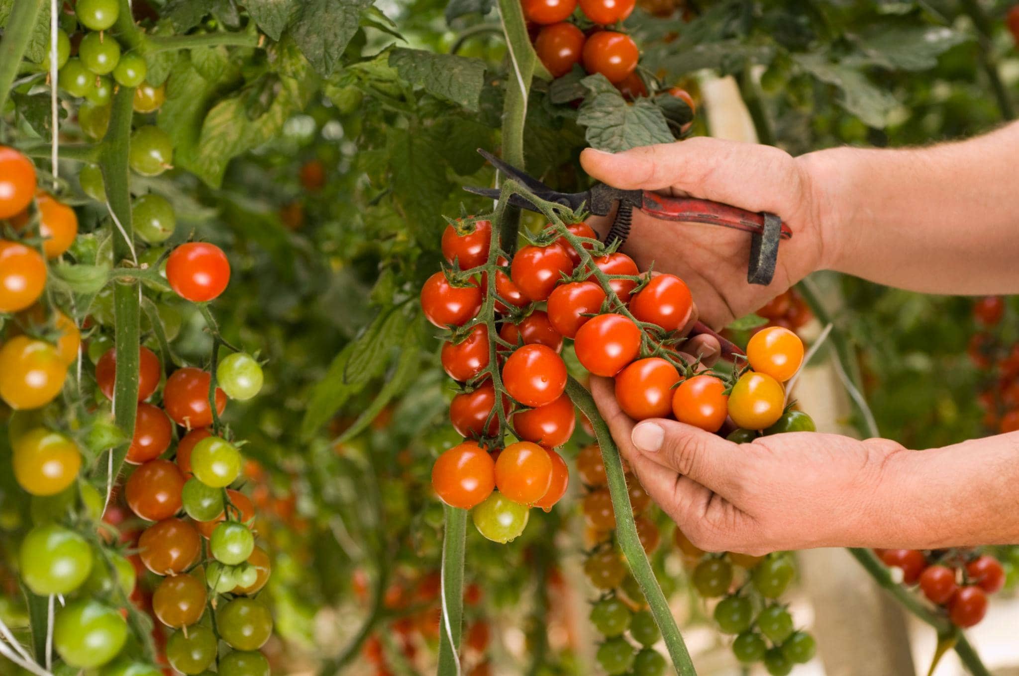 Salmonella Strathcona Outbreak Traced To Small Tomatoes From Sicily