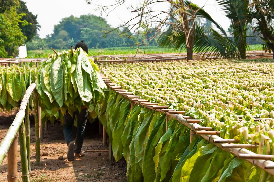 Tobacco Taxation Directive Returns To Ministers After June Failure Tobacco Taxation Directive Returns To Ministers After June Failure